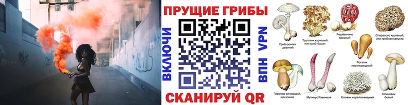 Купить где  Кириллов  Галлюциногенные грибы Cubensis 